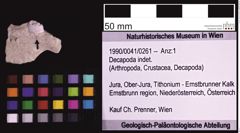 Foto (Objekt + Etiketten) von Decapoda indet. (NHMW-GEO-1990-0041-0261)